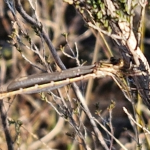 Austrolestes sp. (genus) at Gundary, NSW - 3 Sep 2024 04:34 PM