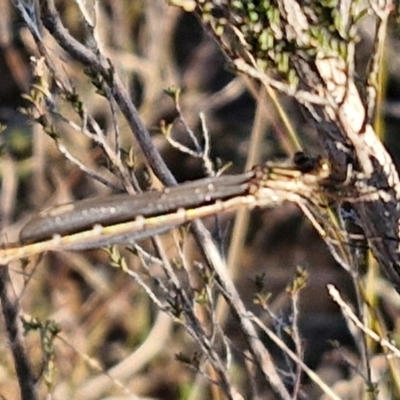 Austrolestes sp. (genus) (Ringtail damselfy) at Gundary, NSW - 3 Sep 2024 by trevorpreston