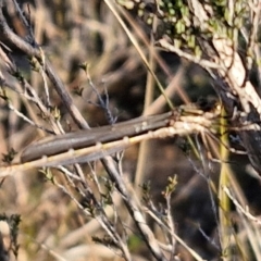 Austrolestes sp. (genus) at Gundary, NSW - 3 Sep 2024