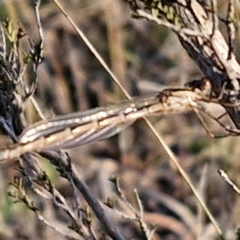 Austrolestes sp. (genus) at Gundary, NSW - 3 Sep 2024 04:34 PM