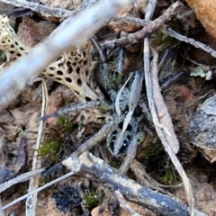 Unidentified Wolf spider (Lycosidae) at Gundary, NSW - 3 Sep 2024 by trevorpreston