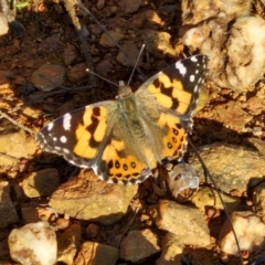 Vanessa kershawi (Australian Painted Lady) at Gundary, NSW - 3 Sep 2024 by trevorpreston