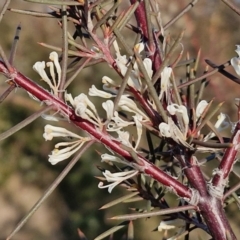 Hakea decurrens subsp. decurrens (Bushy Needlewood) at Gundary, NSW - 3 Sep 2024 by trevorpreston