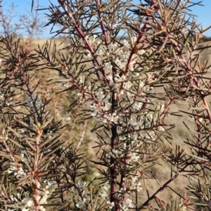 Hakea decurrens subsp. decurrens at Gundary, NSW - 3 Sep 2024