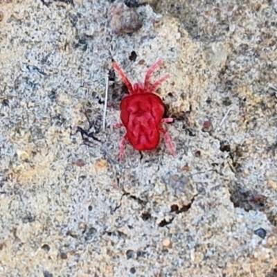 Trombidiidae (family) (Red velvet mite) at Gundary, NSW - 3 Sep 2024 by trevorpreston