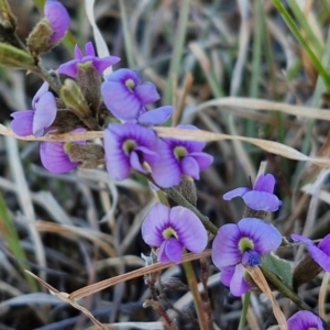 Hovea heterophylla at Gundary, NSW - 3 Sep 2024 04:23 PM