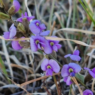 Hovea heterophylla (Common Hovea) at Gundary, NSW - 3 Sep 2024 by trevorpreston