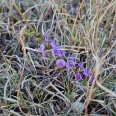 Hovea heterophylla at Gundary, NSW - 3 Sep 2024 04:23 PM
