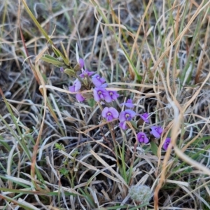 Hovea heterophylla at Gundary, NSW - 3 Sep 2024 04:23 PM