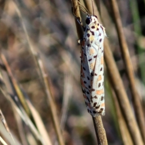 Utetheisa pulchelloides at Gundary, NSW - 3 Sep 2024