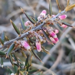 Lissanthe strigosa subsp. subulata (Peach Heath) at Gundary, NSW - 3 Sep 2024 by trevorpreston