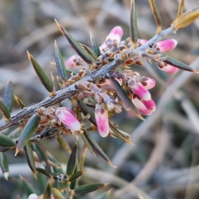 Lissanthe strigosa subsp. subulata (Peach Heath) at Gundary, NSW - 3 Sep 2024 by trevorpreston