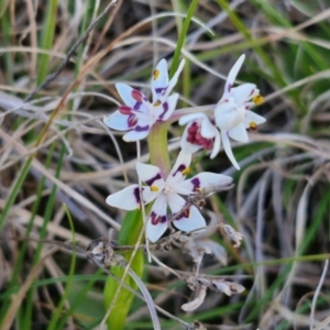 Wurmbea dioica subsp. dioica at Gundary, NSW - 3 Sep 2024