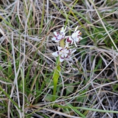 Wurmbea dioica subsp. dioica at Gundary, NSW - 3 Sep 2024