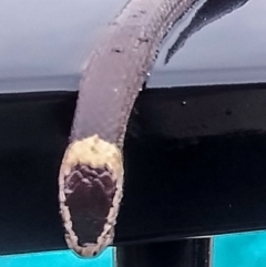 Cacophis harriettae at Bundaberg North, QLD - 2 Jul 2024 by Petesteamer