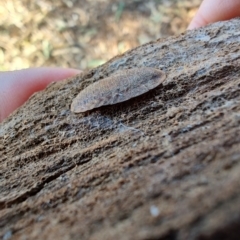 Laxta sp. (genus) (Bark cockroach) at Rangeville, QLD - 3 Sep 2024 by LyndalT