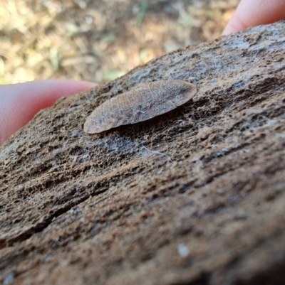 Laxta sp. (genus) (Bark cockroach) at Rangeville, QLD - 3 Sep 2024 by LyndalT