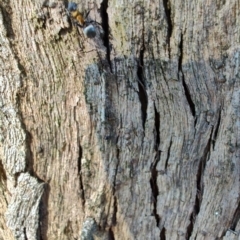 Polyrhachis ornata (Ornate spiny ant) at Rangeville, QLD - 3 Sep 2024 by LyndalT