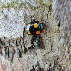 Paropsisterna beata (Blessed Leaf Beetle) at Rangeville, QLD - 3 Sep 2024 by LyndalT