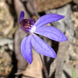 Cyanicula caerulea at Bruce, ACT - suppressed