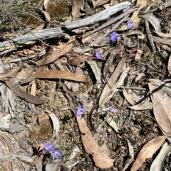 Cyanicula caerulea at Bruce, ACT - suppressed