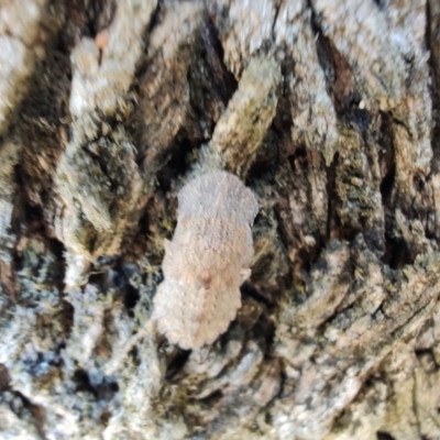 Ledromorpha planirostris at Rangeville, QLD - 3 Sep 2024 by LyndalT