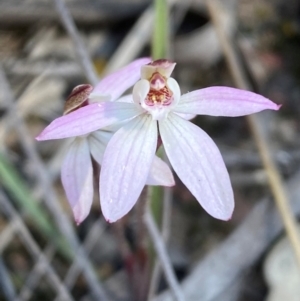 Caladenia fuscata at Bruce, ACT - 3 Sep 2024