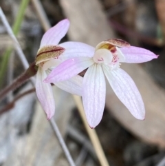 Caladenia fuscata at Bruce, ACT - 3 Sep 2024