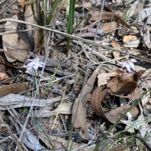 Caladenia fuscata at Bruce, ACT - 3 Sep 2024