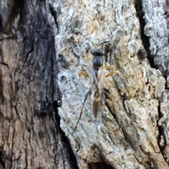 Ichneumonidae (family) at Rangeville, QLD - 3 Sep 2024 by LyndalT