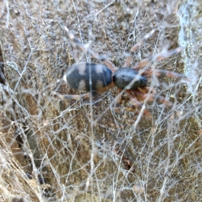 Lampona sp. (genus) (White-tailed spider) at Rangeville, QLD - 3 Sep 2024 by LyndalT