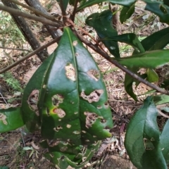 Pittosporum sp. (Pittosporum) at Mares Run, NSW - 1 Sep 2024 by LyndalT