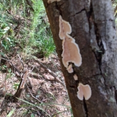 Unidentified Other fungi on wood at Mares Run, NSW - 1 Sep 2024 by LyndalT