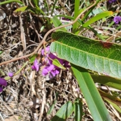 Hardenbergia violacea (False Sarsaparilla) at Mares Run, NSW - 1 Sep 2024 by LyndalT