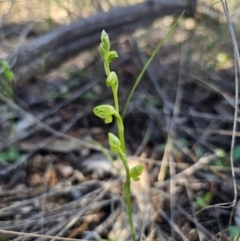 Pterostylis sp. (A Greenhood) at Parkes, NSW - 3 Sep 2024 by Csteele4