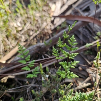 Cheilanthes sieberi subsp. sieberi (Mulga Rock Fern) at Parkes, NSW - 3 Sep 2024 by Csteele4