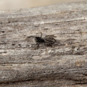 Holoplatys sp. (genus) at Yarralumla, ACT - 3 Sep 2024