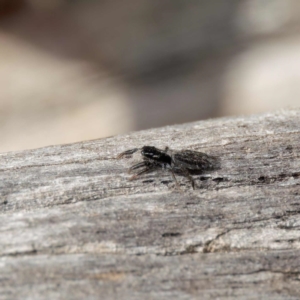 Holoplatys sp. (genus) at Yarralumla, ACT - 3 Sep 2024