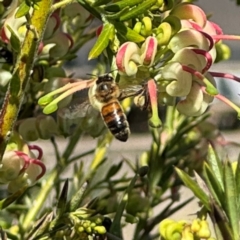 Apis mellifera (European honey bee) at Russell, ACT - 3 Sep 2024 by Hejor1