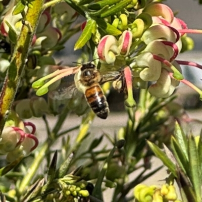 Apis mellifera (European honey bee) at Russell, ACT - 3 Sep 2024 by Hejor1