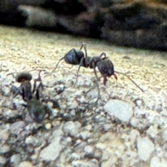 Iridomyrmex rufoniger (Tufted Tyrant Ant) at Russell, ACT - 3 Sep 2024 by Hejor1