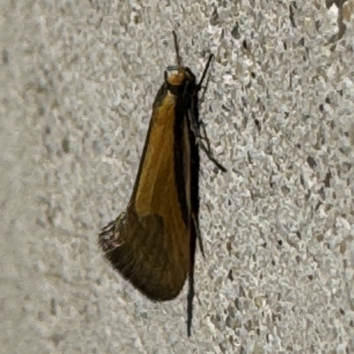 Philobota undescribed species near arabella at Russell, ACT - 3 Sep 2024 by Hejor1