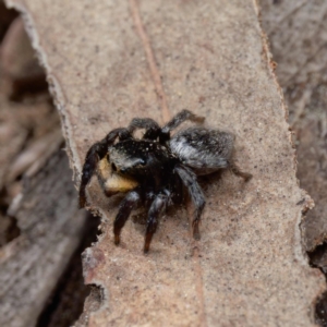 Salticidae sp. 'Golden palps' at Yarralumla, ACT - 3 Sep 2024