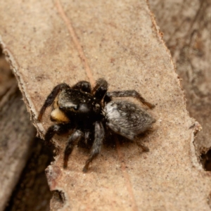 Salticidae sp. 'Golden palps' at Yarralumla, ACT - 3 Sep 2024