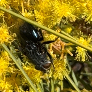 Calyptrate (subsection) at Russell, ACT - 3 Sep 2024 12:34 PM