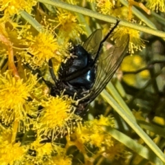 Calyptrate (subsection) at Russell, ACT - 3 Sep 2024 12:34 PM