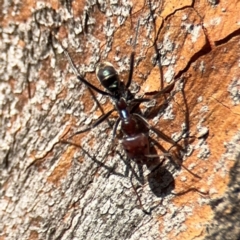 Iridomyrmex purpureus (Meat Ant) at Russell, ACT - 3 Sep 2024 by Hejor1