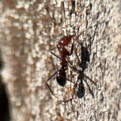 Iridomyrmex purpureus at Russell, ACT - 3 Sep 2024