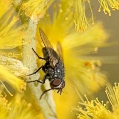 Muscoidea (super family) at Barton, ACT - 3 Sep 2024 by Hejor1