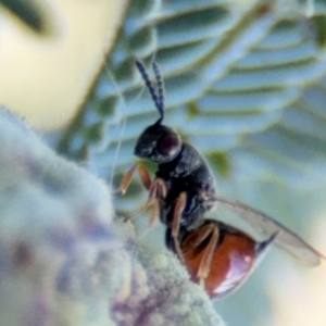 Eurytomidae (family) at Russell, ACT - 3 Sep 2024 03:30 PM